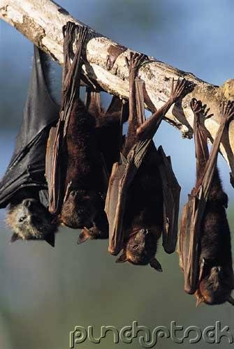 Perpetuation Of Life - The Chordates - Vertebrates & Their Relatives