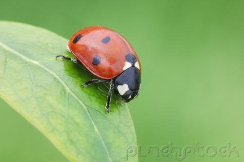 Perpetuation Of Life - Invertebrate Animals - The Quiet Majority