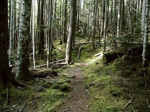 Perpetuation Of Life - Plants & Fungi - Decomposers & Producers