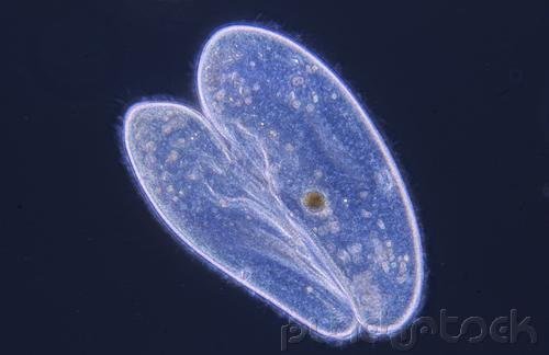 Perpetuation Of Life - Life As A Single Cell
