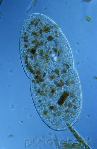 Perpetuation Of Life - The Human Life Cycle