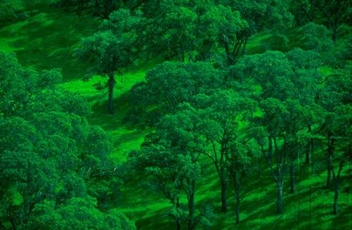 Life's Fundamentals - Photosynthesis - Trapping Sunlight To Build Nutrients