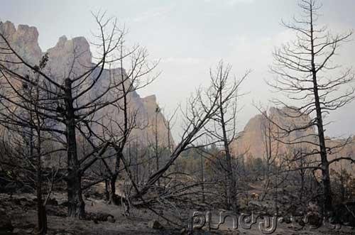 Deforestation & Species Decimation