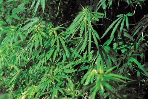 Drugs In Society - Concepts & Control - Understanding The Problem - Domestic Drug Production