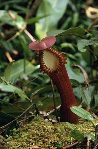 Uptake & Transport In Plants