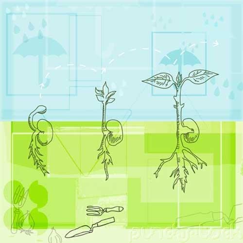 External Factors & Plant Growth