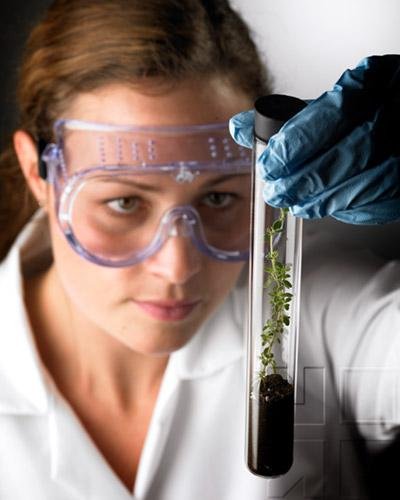 The Plant Hormones