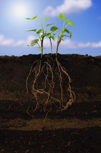 The Angiosperm Plant Body - Structure & Development - Secondary Growth