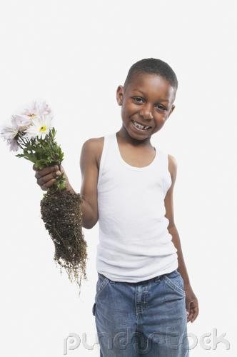 The Angiosperm Plant Body - Structure & Development - The Root - Primary Structure & Development