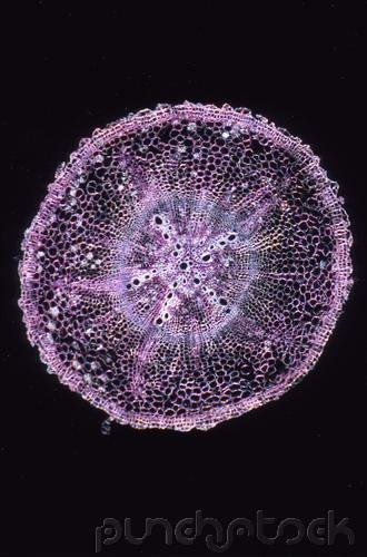 The Angiosperm Plant body - Structure & Development - Cells & Tissues Of The Plant Body