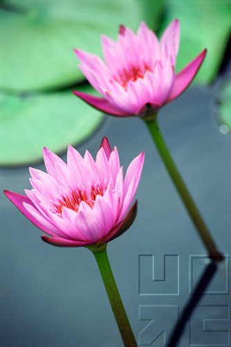 Diversity - Evolution Of The Flowering Plants