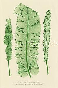 Diversity - The Seedless Vascular Plants
