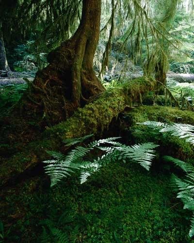 Diversity - The Bryophytes