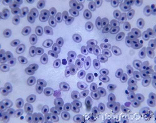 Genetics & Evolution - The Genetics of Eukaryotic Organisms