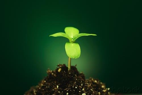 Energy & The Living Cell - Photosynthesis