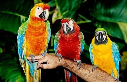 The Birds Of The Jungle