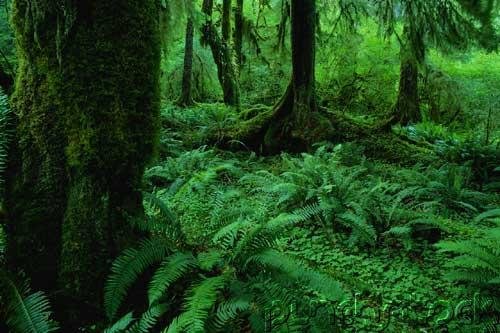 Introduction To The Jungle