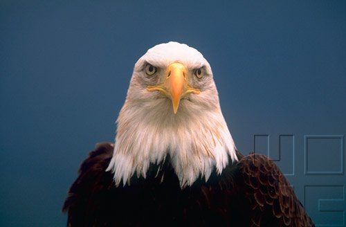 Curriculum Design & Instruction To Teach American Civics