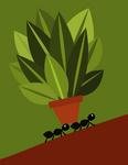 Ants - How An Insect Society Is Organized