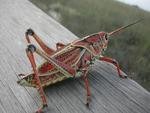 Bugs & Insects - The Natural World Of Bugs & Insects