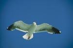 Bird Behavior - Flight