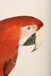 Bird Behavior - Senses & Intelligence
