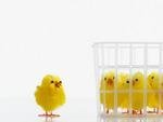 Bird Behavior - Social Life