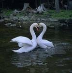 Bird Behavior - Courtship & Mating