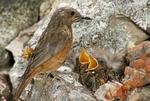 Bird Behavior - Rearing the Young