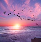 Bird Behavior - Migration