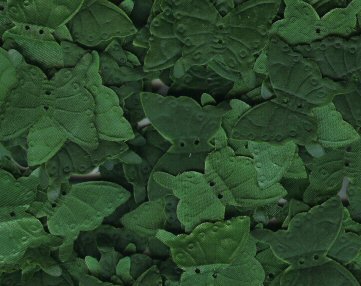 Hunter Green Silk Butterfly Petals ~ Wedding ~ Shower ~ Party ~ Favors