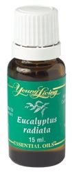 Young Living Essential Oils Eucalyptus Radiata 15 Ml Free Shipping