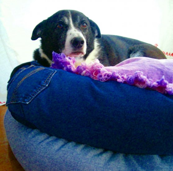 Chubby's Hippie Dog Bed