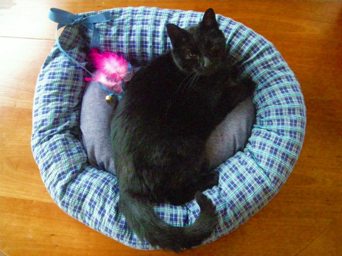 Custom Cat Bed with Toys and Catnip