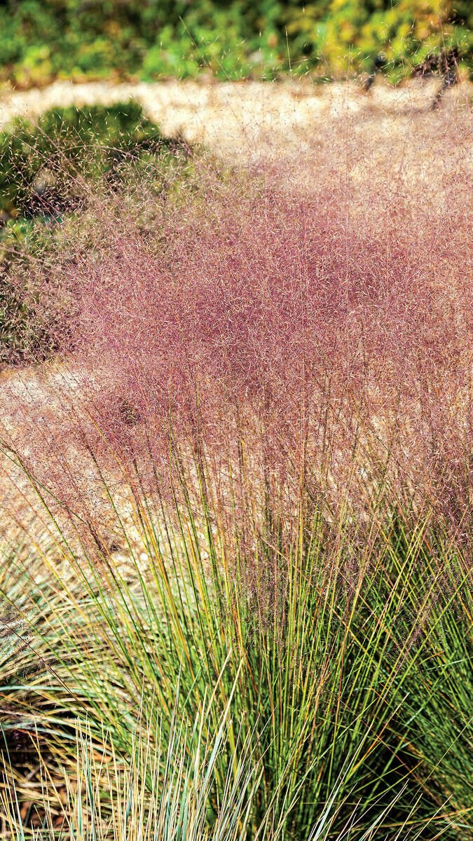 Pink Flamingo Muhly Grass Ground Cover Muhlenbergia Capillaris