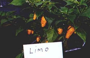 Aji Limo baccatum hot pepper seeds