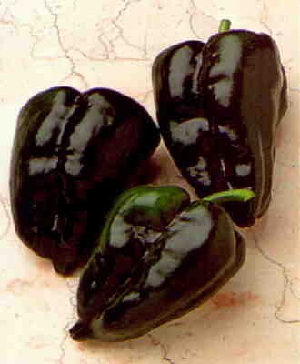 Ancho San Luis hot pepper seeds