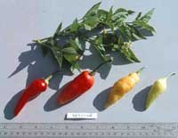 Aji Crystal hot pepper seeds
