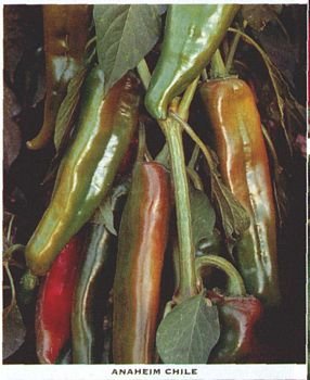 ANAHEIM - NEW MEXICAN MILDLY HOT PEPPER SEEDS