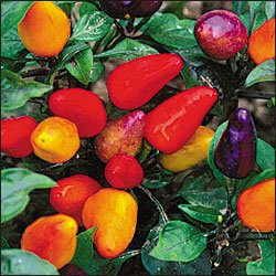 Aurora hot pepper seeds