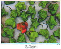 SWEET-HOT BALLOON PEPPER SEEDS
