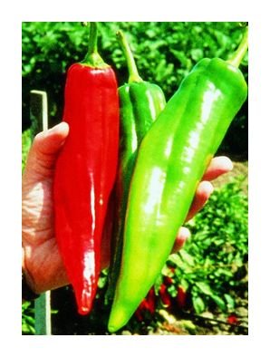 Big Chile hot pepper seeds