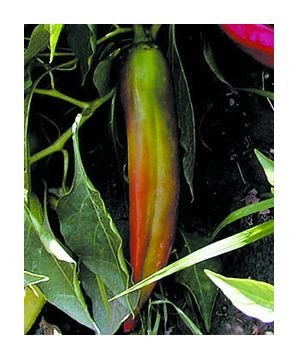 Big Jim hot pepper seeds