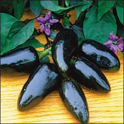 Black Hungarian hot pepper seeds