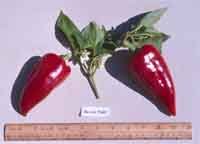 Beaver Dam hot pepper seeds