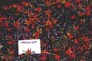 Candlelight decorative pepper seeds