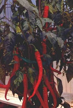 CAYENNE LARGE THICK, HOT PEPPER SEEDS