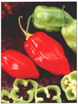 CARIBBEAN RED HABANERO HOT PEPPER SEEDS