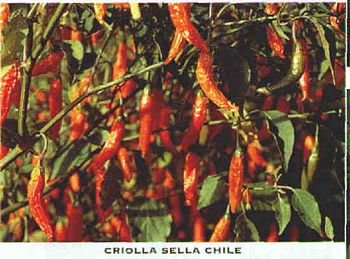 Criolla Sella hot pepper seeds