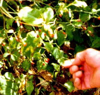 CANCUN PEQUIN TINY HOT PEPPER SEEDS